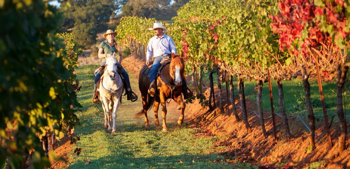 Horseback Wine Country