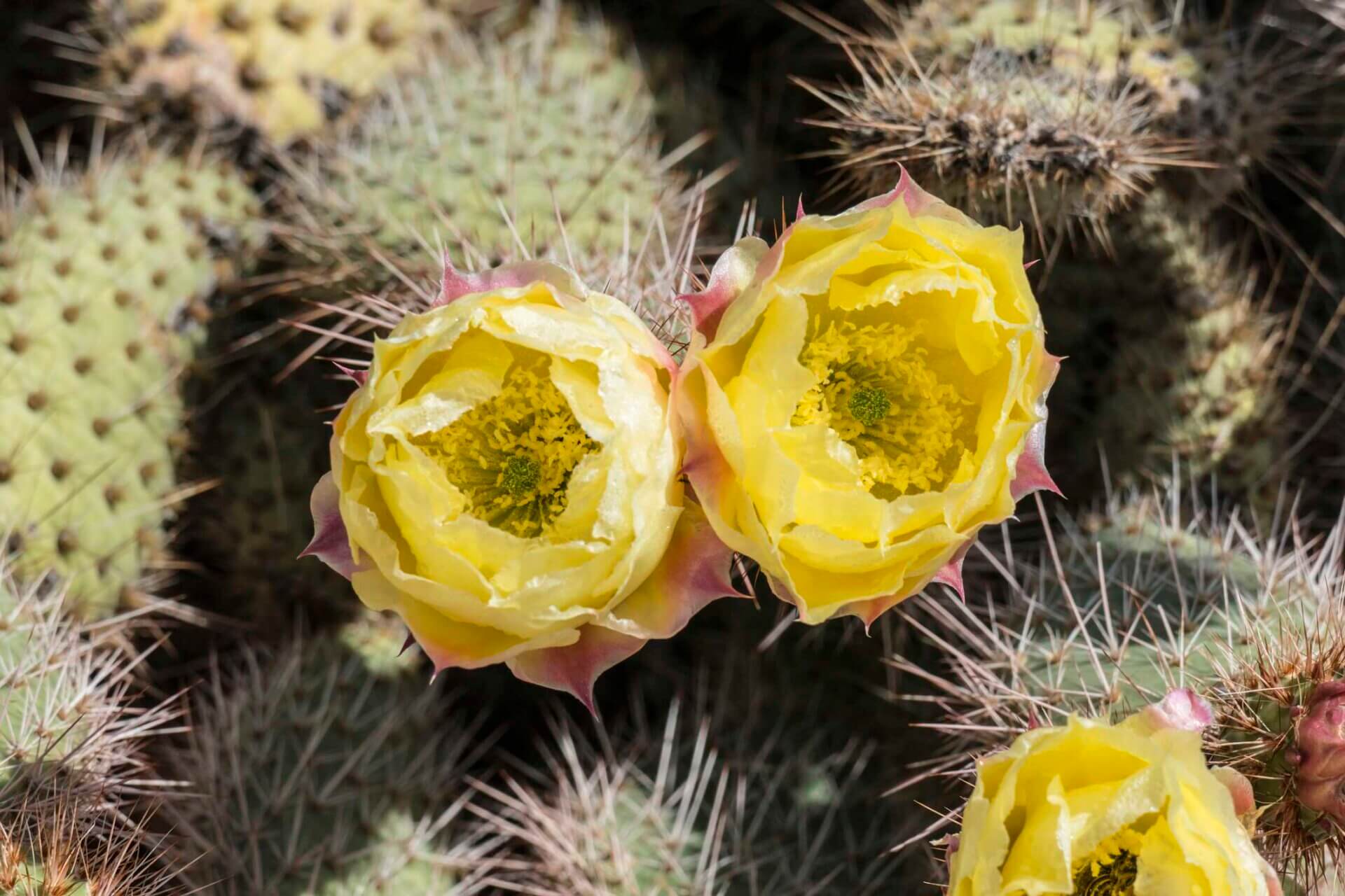 Cactus flowers in Sedona